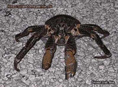 Niue Coconut Crab